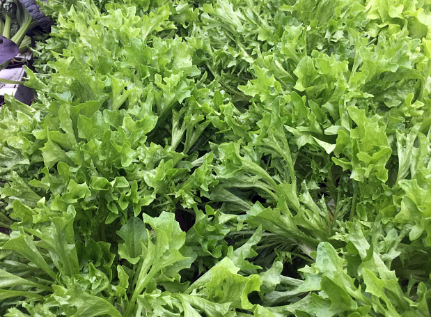 wildebeast lettuce