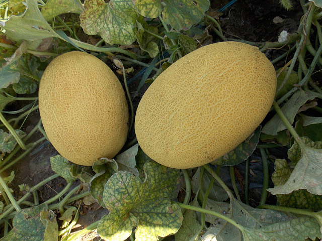 melon dakaro