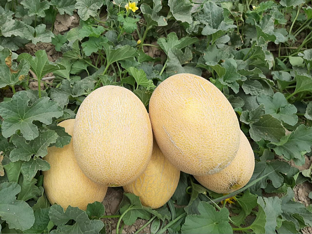 melon dakaro