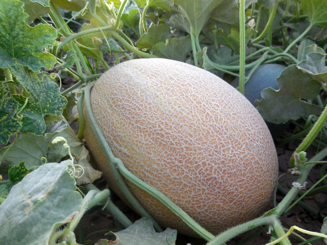 melon lookstar
