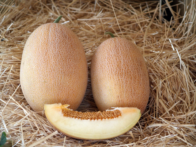 melon oksana