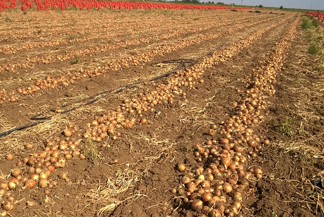 onion bonus