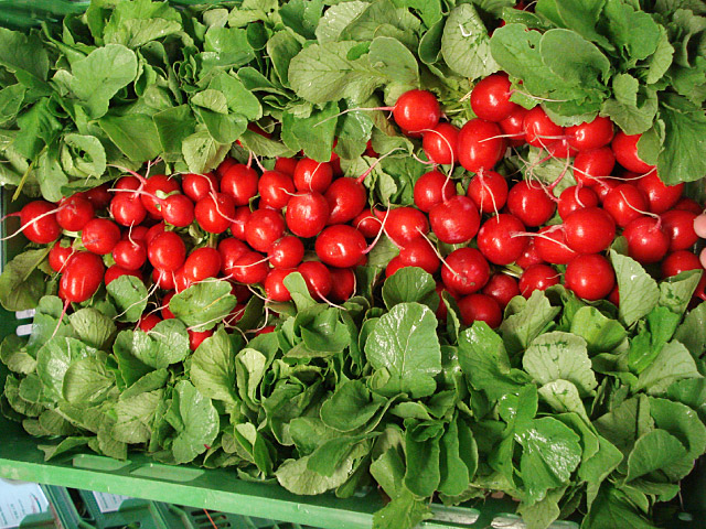 celesta radish