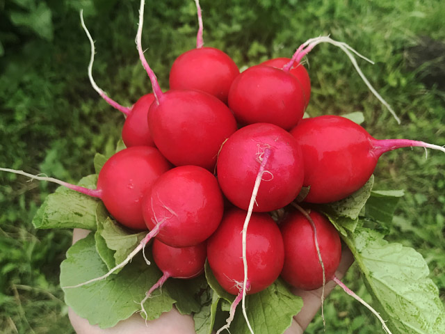 radish sarita