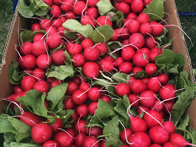 radish sarita