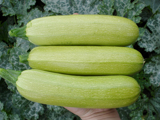 squash adelia