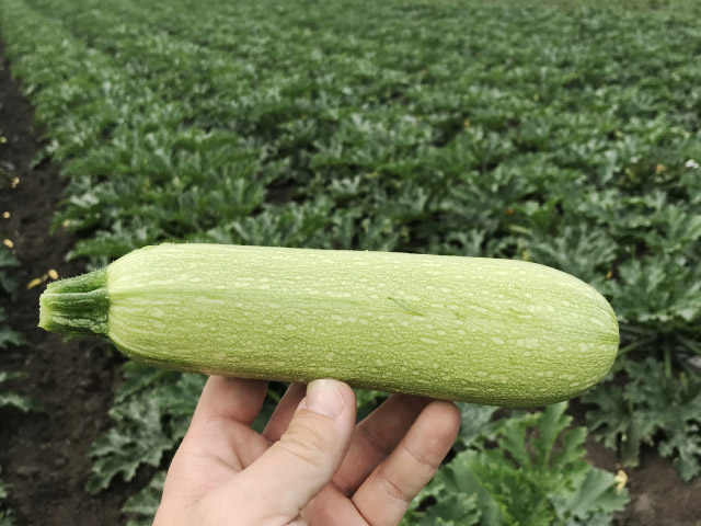 squash marcella