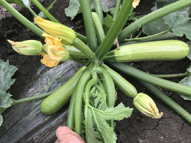 squash marcella