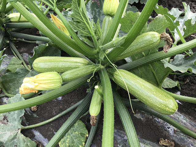 squash marcella