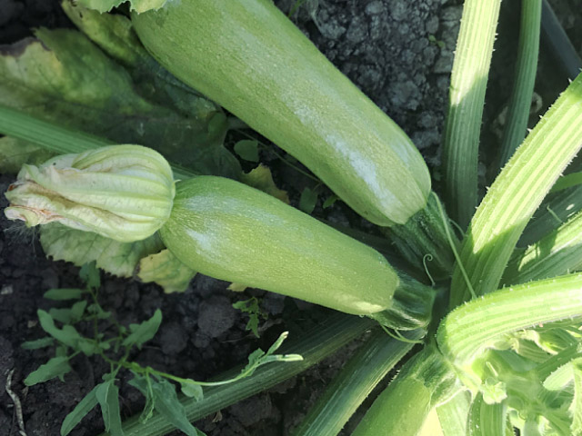 sharehan squash