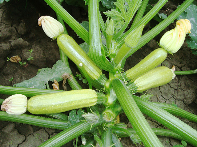 sharehan squash