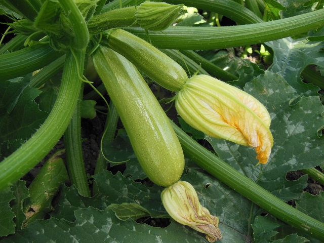 calabacín Ardendo