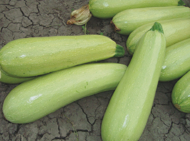 calabacín Ardendo