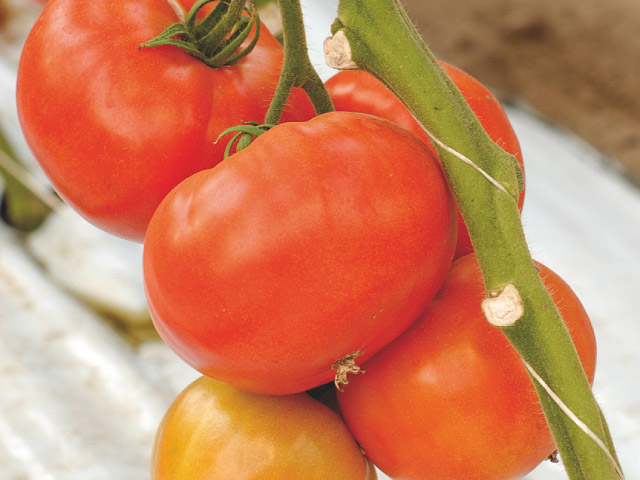 tomato aegen