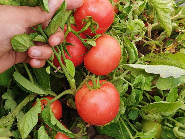 tomato pinkjain