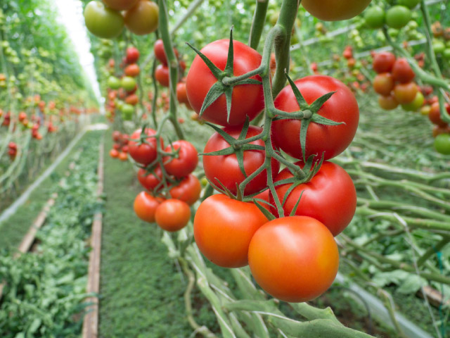 tomato claudino