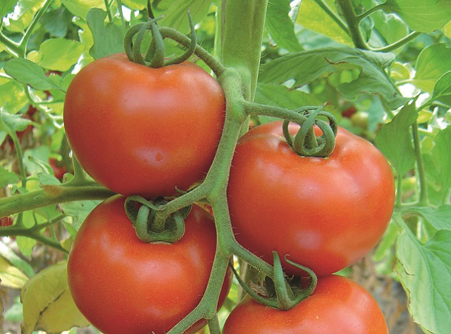 tomato fortuneza