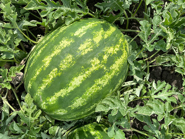 watermelon termez