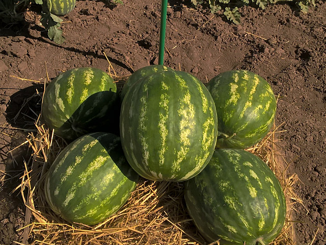 watermelon amhion