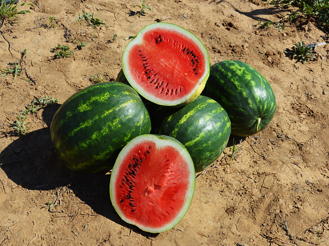 watermelon maristo