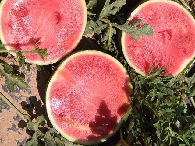 Tyrion Sandia