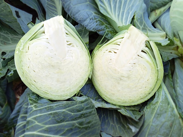 white cabbage coronata