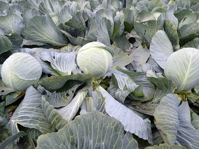 white cabbage coronata