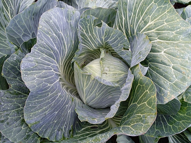 white cabbage pronka