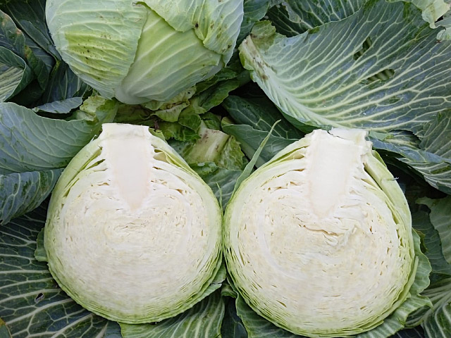 white cabbage pronca
