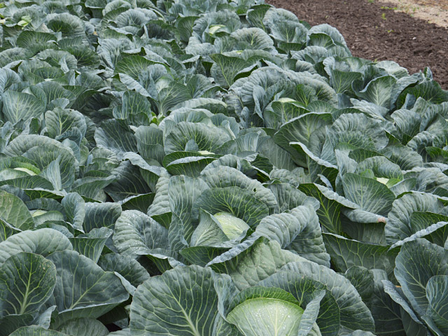 white cabbage strukta