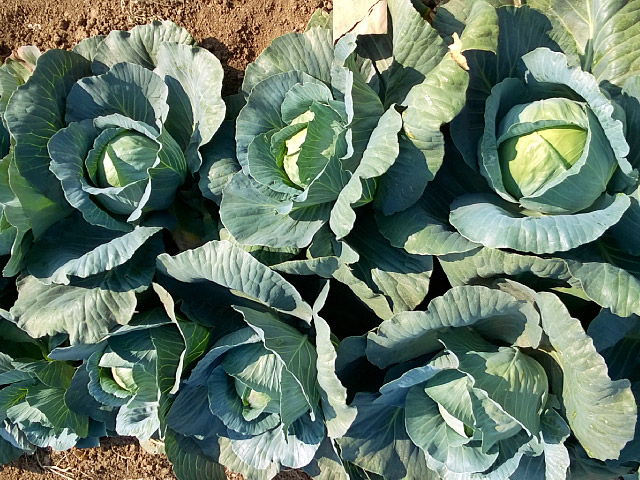 white cabbage strukta