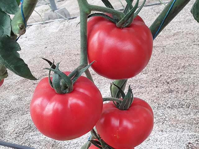 Beef tomato Lesvos