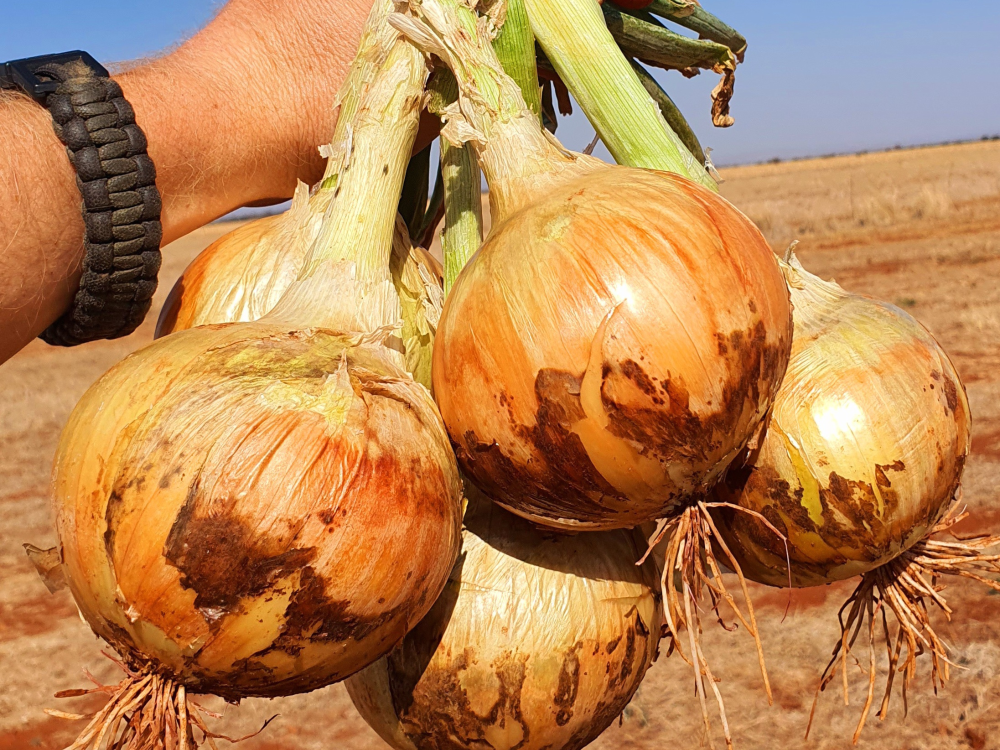 Sort Day Onion Cavalier