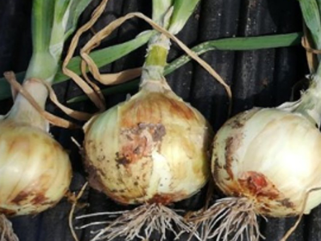 Short day onion Colossus