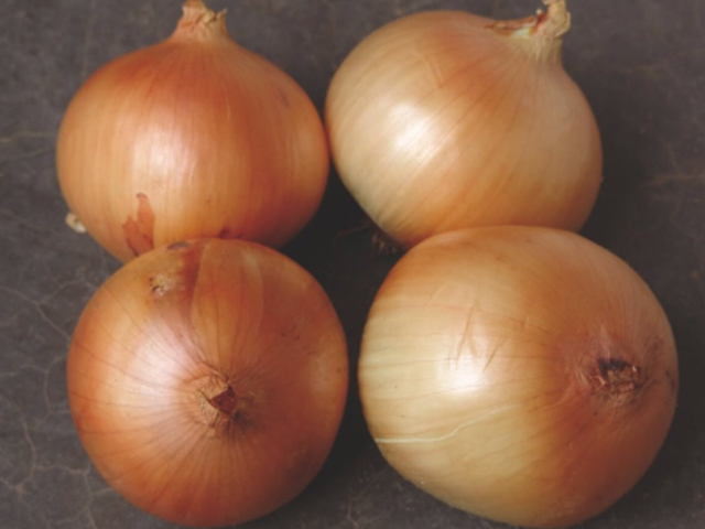 Short day onion Shinto