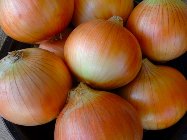 Short day onion Sylvia