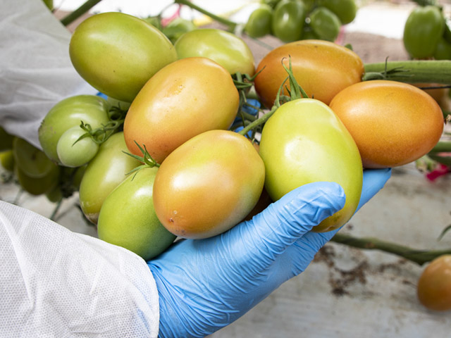 tomate Azores HREZ