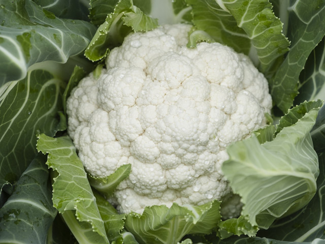 Head of white cauliflower Novaria F1. Головка білої цвітної капусти Новарія F1.