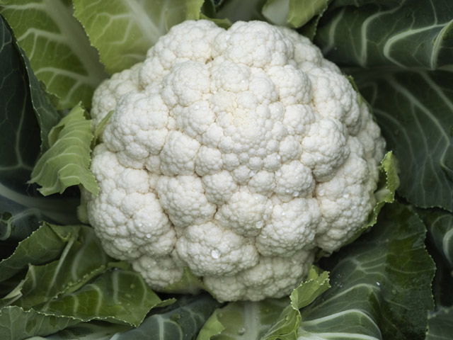 Head of white cauliflower Synergy F1. Головка білої цвітної капусти Синержі F1 в полі.
