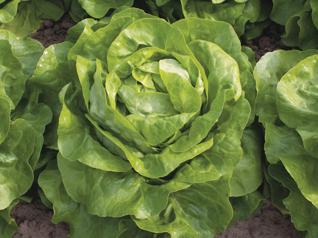 Head of butterhead lettuce Analotta