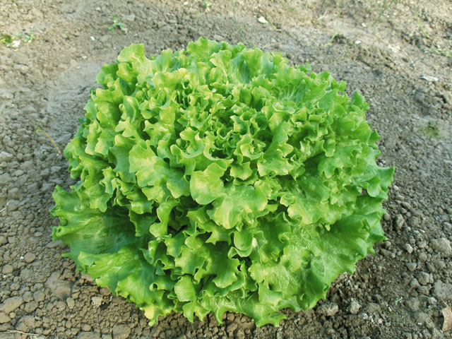 Head of batavia lettuce Vaidosa on the field