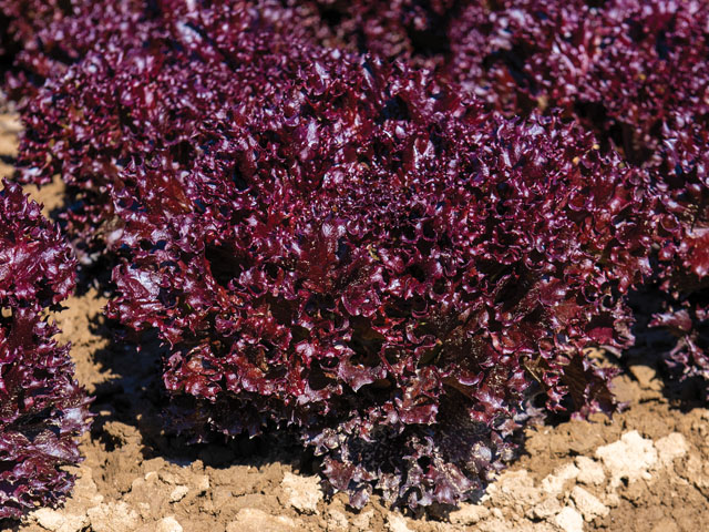 Head of lollo rossa lettuce Akane