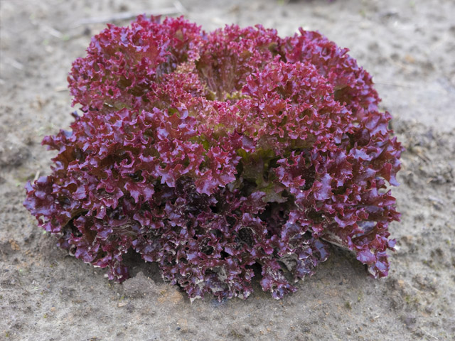 Head of lollo bionda lettuce Tuska in the field