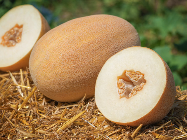 Cut fruits of ananas melon Lookstar F1 in the field. Розрізані плоди ананасної дині Лукстар F1