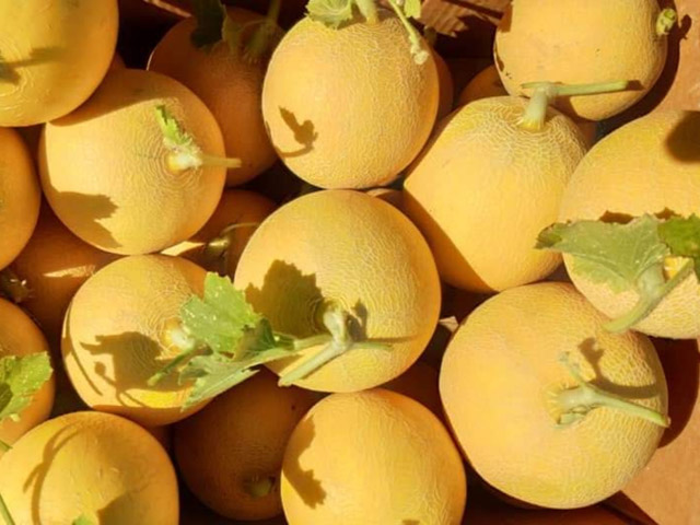Fruits of galia melon Romanostar F1 in the box. Плоди дині Романостар F1 у ящику.