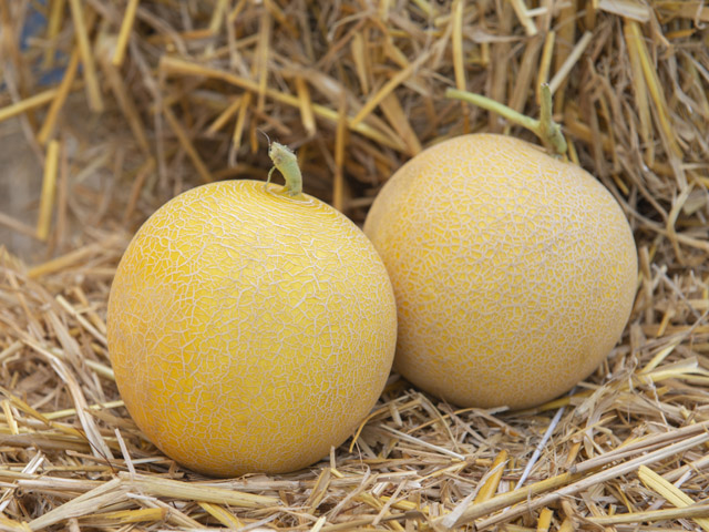 Two fruits of galia melon Romanostar F1. Два плоди дині Романостар F1.
