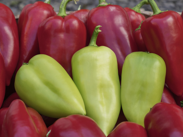 Pepper Kantatta