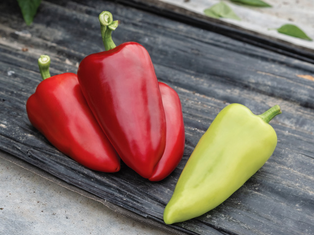 Pepper Kantatta