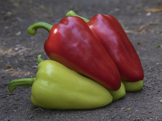 Pepper Kantatta