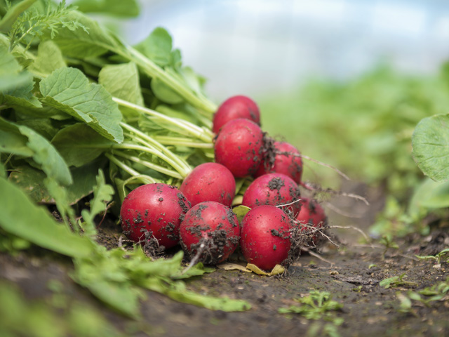 Radish Celesta